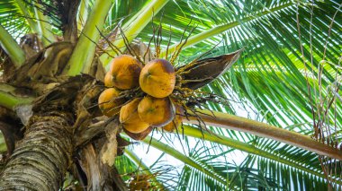 Ağaçta taze yeşil hindistan cevizi, hindistan cevizi palmiyesinde hindistan cevizi kümesi, arka planda açık mavi gökyüzü.