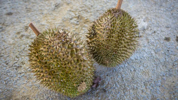 Close up detail view of two ripe Durian fruit after fall from tree. King of fruits in Southeast Asian. Have strong smell and thorn-covered rind.