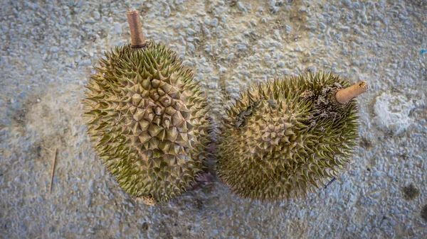 Close up detail view of two ripe Durian fruit after fall from tree. King of fruits in Southeast Asian. Have strong smell and thorn-covered rind.
