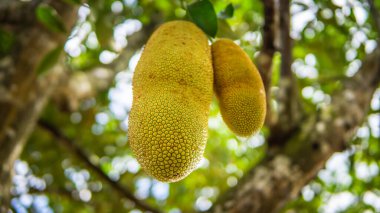 Meyve bahçesindeki ağaç hasadında asılı duran taze olgun meyveler. İncir, dut ve ekmek meyvesi familyasından bir ağaçtır. Önplanda seçmeli odak.