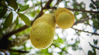 Meyve bahçesindeki ağaç hasadında asılı duran taze olgun meyveler. İncir, dut ve ekmek meyvesi familyasından bir ağaçtır. Önplanda seçmeli odak.