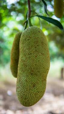 Meyve bahçesindeki ağaç hasadında asılı duran taze olgun meyveler. İncir, dut ve ekmek meyvesi familyasından bir ağaçtır. Önplanda seçmeli odak.