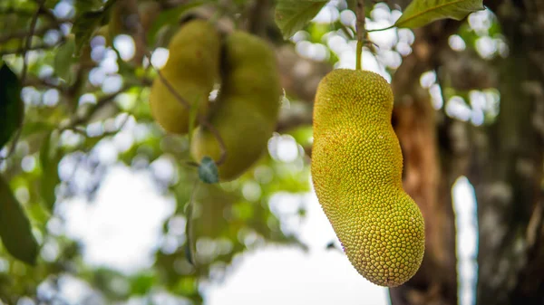 Fruto Jaca Fresco Maduro Que Cuelga Cosecha Árboles Huerto Con — Foto de Stock