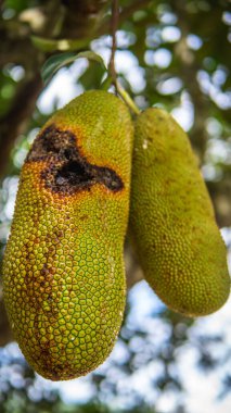 Meyveli olgun meyveler, meyve bahçesindeki ağaç hasadında asılı duran vahşi hayvan tarafından yenen delikli doğal bokeh arka planlı. Ekmek meyvesi ailesi. Önplanda seçmeli odak.