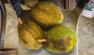 Ağaçtan düştükten sonra üç olgun Durian meyvesinin detaylı görüntüsü. Güneydoğu Asya 'nın meyve kralı. Güçlü bir kokusu ve dikenli kabuğu var..