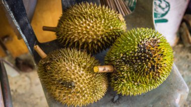 Ağaçtan düştükten sonra üç olgun Durian meyvesinin detaylı görüntüsü. Güneydoğu Asya 'nın meyve kralı. Güçlü bir kokusu ve dikenli kabuğu var..
