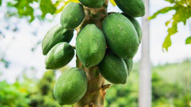 Bir grup yeşil papaya, meyve bahçesindeki ağaç hasadında doğal bokeh arkaplanlı. Caricaceae familyasından Carica cinsi. Önplanda seçmeli odak.