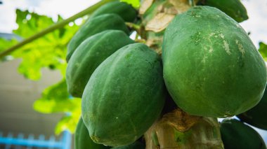 Bir grup yeşil papaya, meyve bahçesindeki ağaç hasadında doğal bokeh arkaplanlı. Caricaceae familyasından Carica cinsi. Önplanda seçmeli odak.