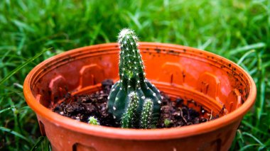 Paskalya Zambağı kaktüsünün yakın çekimleri, yerdeki saksılarda. Echinopsis eyriesii, Echinopsis cinsinin bir türüdür..
