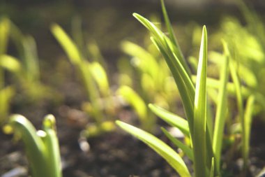Bahar geçmiş metin için yer ile.