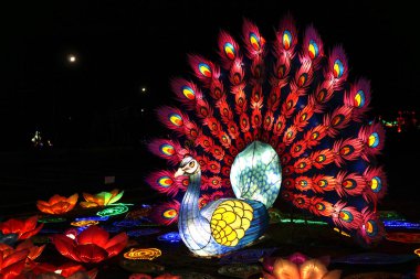 Çin Fener Festivali 'nde Peacock.