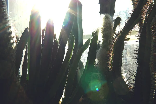 Cactus Arrière-plan avec lumière du soleil . — Photo