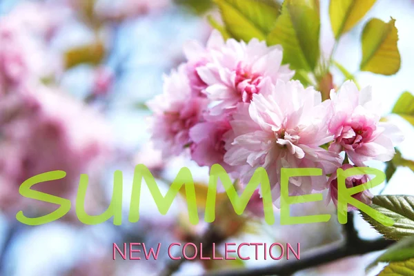 Flores de sakura de primavera —  Fotos de Stock