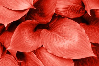 Yağmur damlaları ile pembe yeşillik.