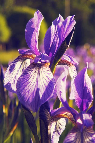 Lirios de flores en el campo . —  Fotos de Stock