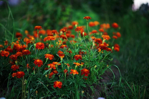 Цветущие цветами Мэриголд — стоковое фото