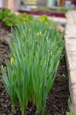 Toprakta çiçek yeşil sürgünler 
