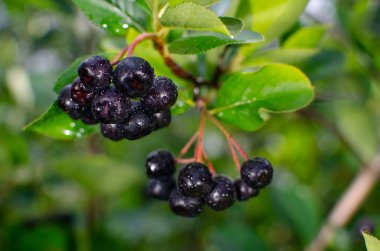 Aronia meyveleri dal