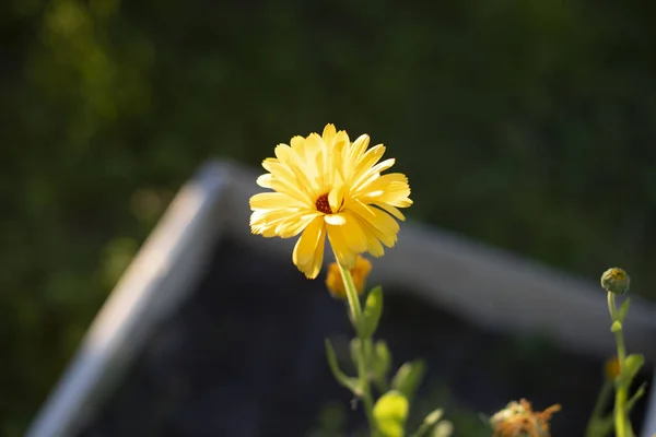 Calendula flower yellow — стоковое фото