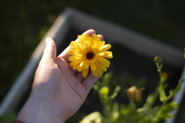 Calendula flower yellow — стоковое фото