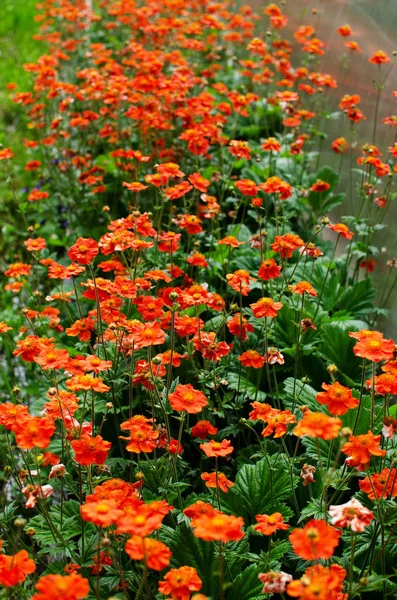 Flores rojas brillantes Geum coccineum Borisii — Foto de Stock