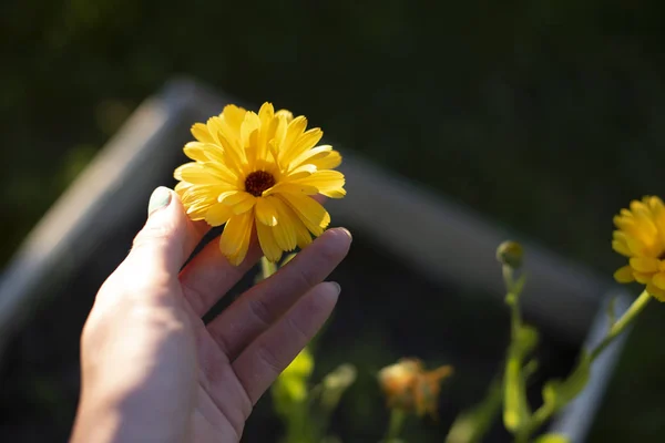 Calendula flower yellow — стоковое фото