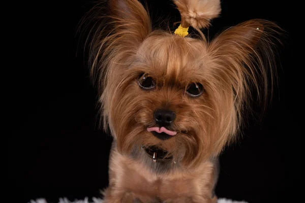 Yorkshire terrier shows tongue. close-up. — Stock Photo, Image