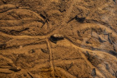 hareketli midye gelen nehrin kumlu alt şerit