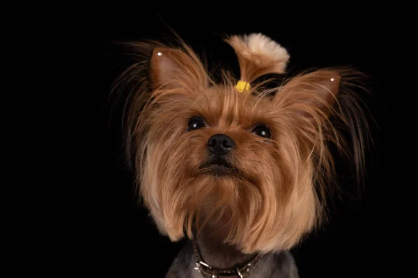 Yorkshire terrier på svart bakgrund. närbild — Stockfoto