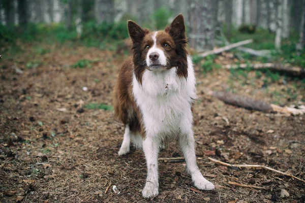 dog in the forest. brown border collie in the forest.