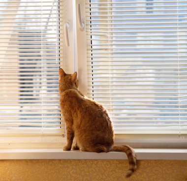 ilkbaharda pencerede kırmızı kedi