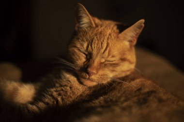 Kedi kanepede yatıyor.