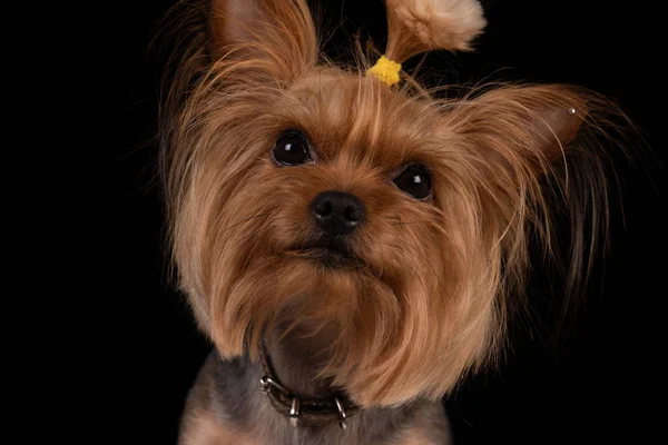 Yorkshire terriër op zwarte achtergrond. close-up — Stockfoto