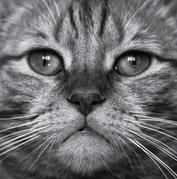 El hocico del gato se acercan. Gato rojo. imagen en blanco y negro —  Fotos de Stock