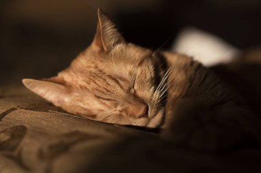 Kedi kanepede yatıyor.