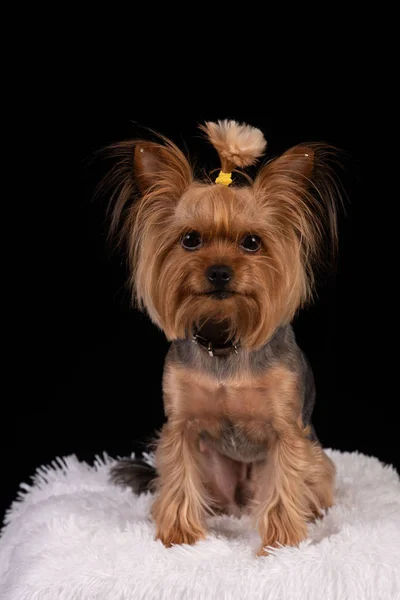 Yorkshire terrier på svart bakgrund — Stockfoto