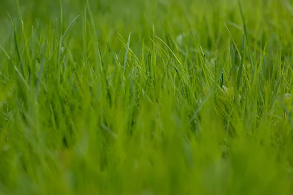 Relva verde. a grama se agita do vento. fundo desfocado — Fotografia de Stock