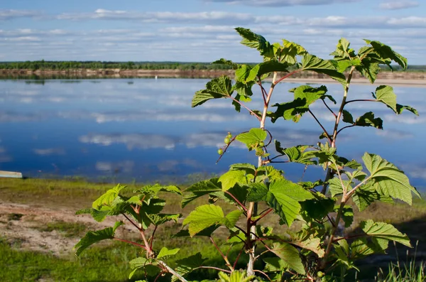 Sträucher mit roten Johannisbeeren auf dem Hintergrund des Flusses — Stockfoto