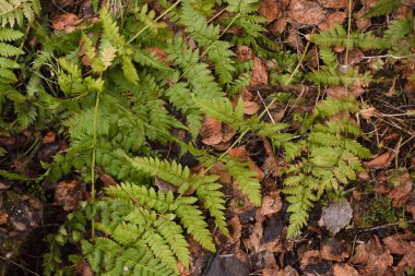 Eğreltiotu yaprağı üst görünümü
