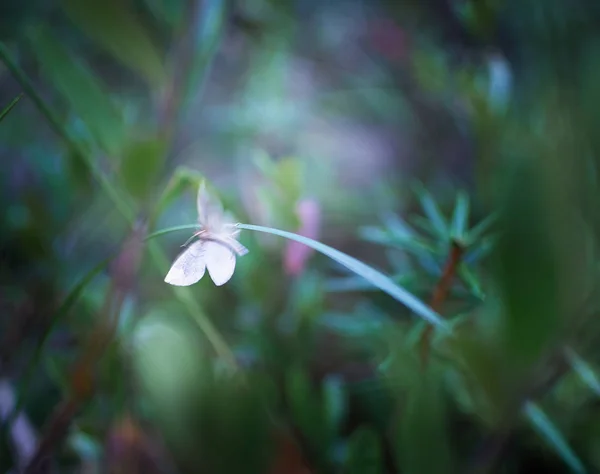 White night moth in the grass — Stock Photo, Image