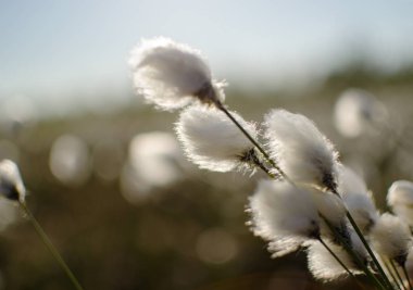 pamuk gibi ipushistymi çiçeklenmeleri ile bataklık bitki, Eriophorum vaginatum ilkbaharda çiçek açar