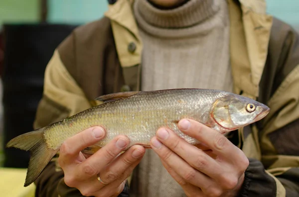 Uomo tiene il pesce catturato nelle sue mani . — Foto Stock