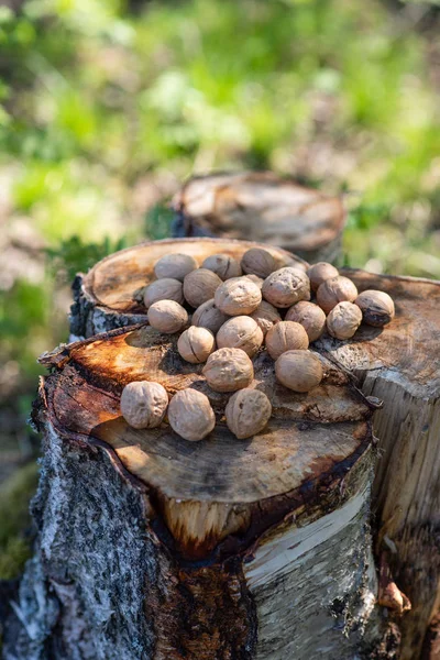 Inshell valnötter ligger på stubben i det öppna luft — Stockfoto