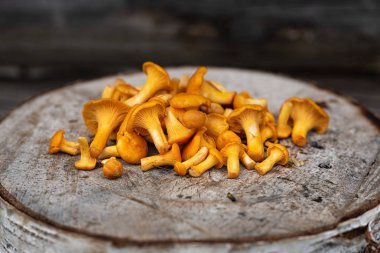 sarı-turuncu chanterelle mantar evin günlük duvarın arka planda yalan. Cantharellus cibarius