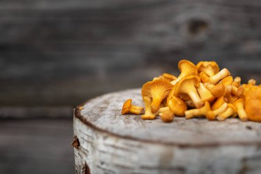 sarı-turuncu chanterelle mantar evin günlük duvarın arka planda yalan. Cantharellus cibarius