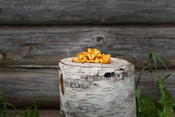 Sarı Turuncu Chanterelle Mantar Evin Günlük Duvarın Arka Planda Yalan — Stok fotoğraf