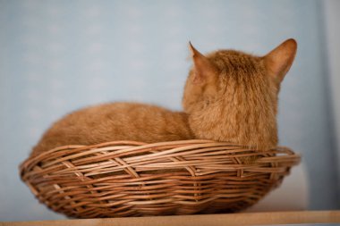kırmızı kedi mavi bir arka plan üzerinde hasır sepet içinde uyur