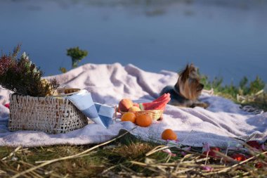 gölde balayı için piknik. Düğün. Portakal suyu, masa örtüsünde meyveler. Yorkshire Terrier çim üzerinde yatıyor.