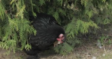 Ağacın yanındaki bahçede tavuk var. Köyde siyah tavuk