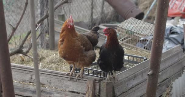 Two Chickens in the yard. Black and brown chicken in village — Stock Video